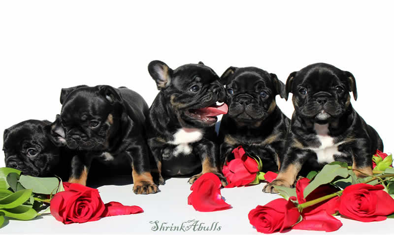 Beautiful Black French Bulldog Puppies with Roses